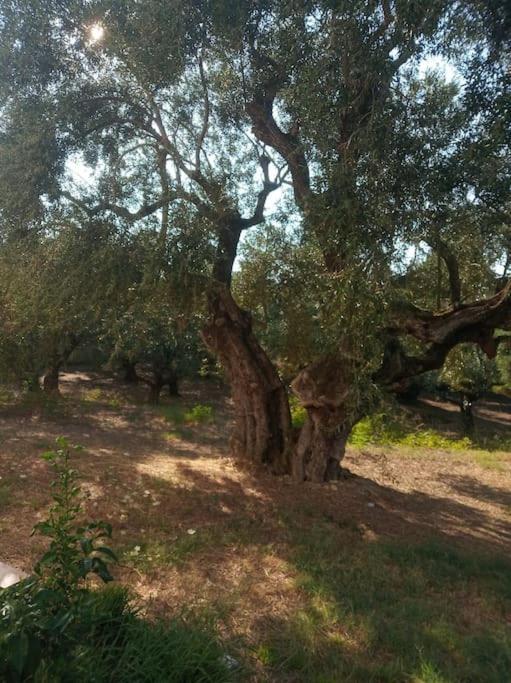 Olive Trees Villa Tragaki Bagian luar foto